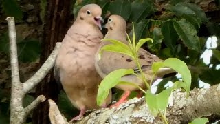 Mourning dove call  coo  sounds  Bird [upl. by Mcevoy]