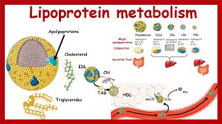 Lipoprotein metabolism and transport  Chylomicron VLDLIDL LDLHDL  Metabolism  Biochemistry [upl. by Northrup]