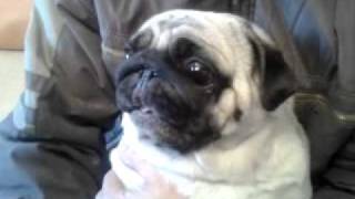 Мопс орёт pug screaming [upl. by Airretal]