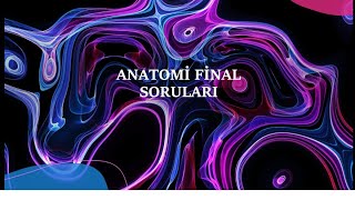 Anatomi Final Soruları [upl. by Vincents]