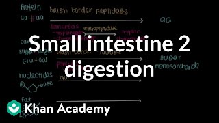 Small intestine 2 Digestion  Gastrointestinal system physiology  NCLEXRN  Khan Academy [upl. by Niwred]