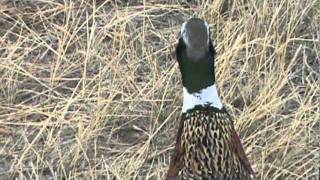 Pheasant hunting in Colorado [upl. by Nadab737]