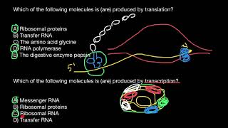 Transcription vs Translation [upl. by Walston]