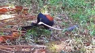 Dramatic Rare Footage of Bird Capturing a Snake [upl. by Yralam]