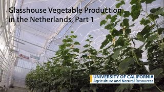 Glasshouse Vegetable Production in the Netherlands Part 1 [upl. by Kenta]