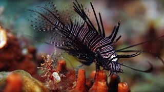 The Coral Reef 10 Hours of Relaxing Oceanscapes  BBC Earth [upl. by Ready126]