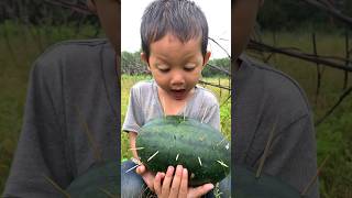 Survival skills New tips for watermelon lifehacks simple outdoor survival camping watermelon [upl. by Carlile835]