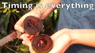 Chocolate Pudding Tree  Timing is everything  Black Sapote Fruit [upl. by Alyar696]