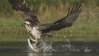 An osprey fishing in spectacular super slow motion  Highlands  Scotlands Wild Heart [upl. by Tannenbaum]