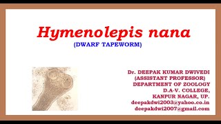 HYMENOLEPIS NANA  DISTRIBUTION STRUCTURE LIFE CYCLE PATHOGENICITY DIAGNOSIS TREATMENT [upl. by Ula]