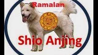 INILAH Karakter dan Sifat Berdasarkan Shio ANJING [upl. by Carmelita811]