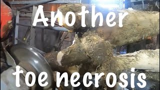 Treating a cow with toe necrosis [upl. by Eitisahc]