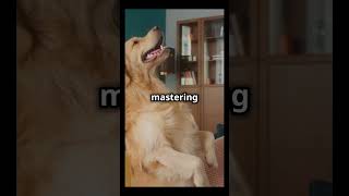 10 MindBlowing Facts About Golden Retrievers You Need to Know foryou cute animals petsshorts [upl. by Enorej]