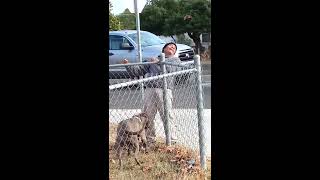 Drunk mexican kissing a pitbull and piss n pants [upl. by Adnaluy]