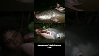 The Untold Story of the Giant Mekong Catfish A RealLife River Monster [upl. by Drofhsa817]