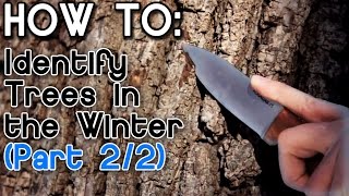 How to Identify Trees in the Winter Part 2 [upl. by Nawtna]