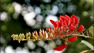 Erabadu Tree Erythrina variegata [upl. by Silloh]