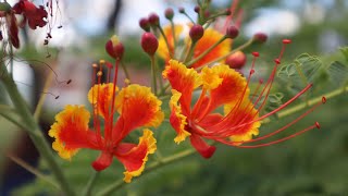 Hablemos de la Caesalpinia pulcherrima  Ponciana enana  Falso Flamboyán  Chivato de Jardín [upl. by Adnirak104]