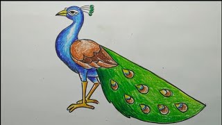 how to draw a peacock step by stepeasy peacock drawinghow to draw a peacock by oil pastel color [upl. by Germann872]