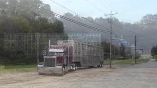 Life of a cow trucker  David Rogers [upl. by Oran926]