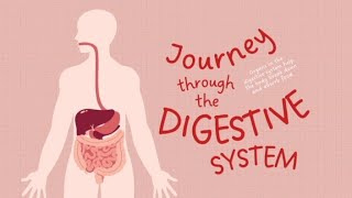 Human Digestive SystemParts and FunctionHow digestive system worksBiologyScience GkLearning [upl. by Anneg78]