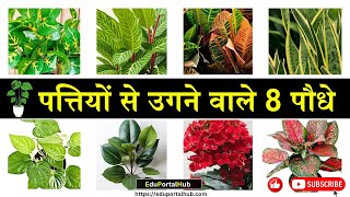 सिंगल पत्तियों से उगने वाले यह 8 पेड़ 🍀  Top 8 Leaf Propagated Plants  Plants From leaf 🌿 plants [upl. by Michaeu816]