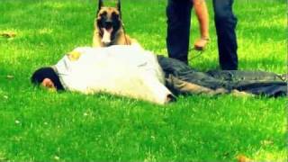 Hund vs Straftäter Polizeiübung  Hundestaffel PD Chemnitz Erzgebirge [upl. by Diego]