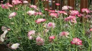 How to plant up Argyranthemum Daisy Crazy plants from Mr Fothergills [upl. by Arehc]