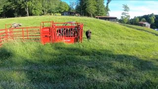 Tarter CattleMaster Squeeze Chute Series 3 Auto Head Gate Walk Around [upl. by Aihsenet160]