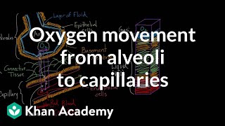 Oxygen movement from alveoli to capillaries  NCLEXRN  Khan Academy [upl. by Ecinrahs350]