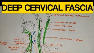 Deep Cervical Fascia  1  Investing Layer [upl. by Anirrehs887]