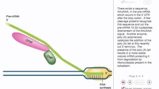 Eukaryotic transcription Animation [upl. by Nonez]