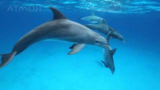 Bottlenose Dolphins [upl. by Kress376]