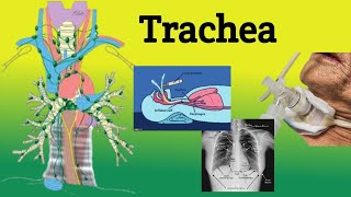 Trachea  Anatomy Location Relations Clinical Correlations [upl. by Ttekcirc]