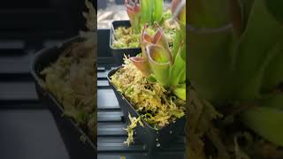 Feeding Heliamphora carnivorousplants houseplants plants plantcare [upl. by Reamy]