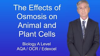 A Level Biology Revision quotThe Effects of Osmosis on Animal and Plant Cellsquot [upl. by Fantasia]