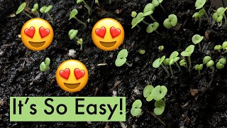 How To Germinate Coleus Seeds  Grow Coleus From Seeds  Easy 5 Step Process [upl. by Maillw]