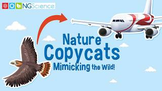 Nature Copycats – Mimicking the Wild [upl. by Eimak]