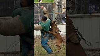 📣Double attack🪖 STRAZHODESSA Belgian Shepherd Malinois training Odessa 2024 [upl. by Eiggam692]