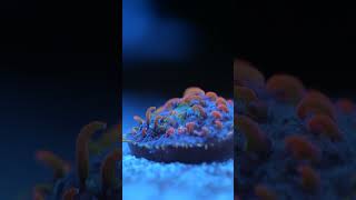 Test de Waterbox Coral Superfood aquarium allmymoneygoestocoral reef recifal reeftank corail [upl. by Ferdy184]