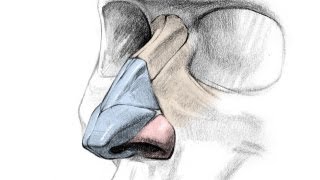 How to Draw a Nose  Anatomy and Structure [upl. by Ahsiam980]