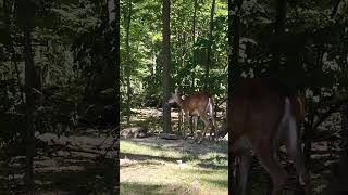 Surprising Reason Deer Love Salt Blocks [upl. by Demy]