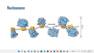 Levels of DNA organization nucleosome and chromatin structure [upl. by Nallak63]