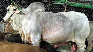 কোরবানির বড় বড় গরু নিয়ে মাঠ কাঁপাতে Al Madina Cattle Farm  Qurbani Fest 2024  Wasi Uddin [upl. by Dominus]