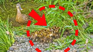 Mother duck leaves her babies behind and flies away🦆 [upl. by Giffer829]