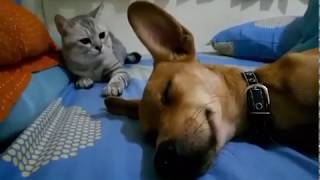 cat slaps dog for farting [upl. by Tilly86]