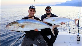 Canlı Yemle Dev Kuzu Resitali  Fishing For Giant Amberjacks [upl. by Rohpotsirhc]