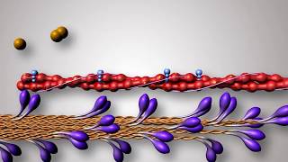 Structure of Contractile Proteins [upl. by Ahsini]