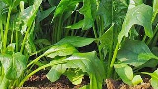 Palak grow kaise karenHow to grow spinach at home Full information with updates [upl. by Ahtanoj]