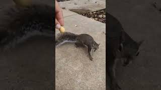 Playing with her🐿️☺️ 🐿️👍🛎️😃❤mysquirrelsonthebalcony melgsbackyardsquirreling squirrel cute [upl. by Ybreh]